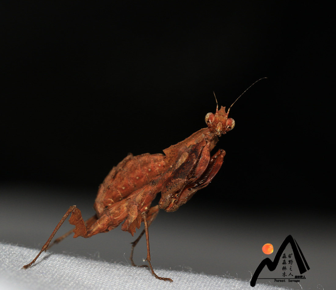 森林野人  中南拟捷螳    云南拟捷螳  活体螳螂  摄影昆虫