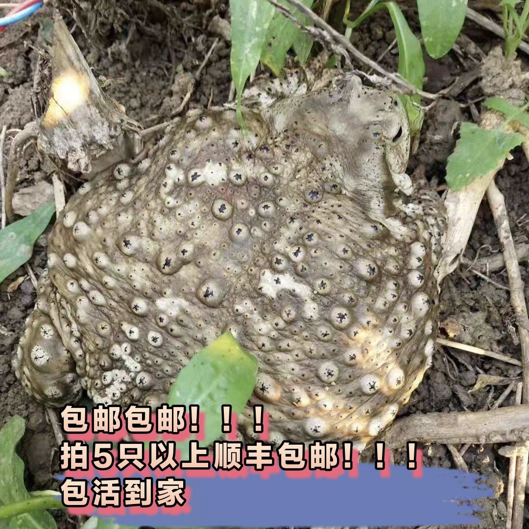 【顺丰包邮】哈士蟆海蟾蜍好养活蛙
