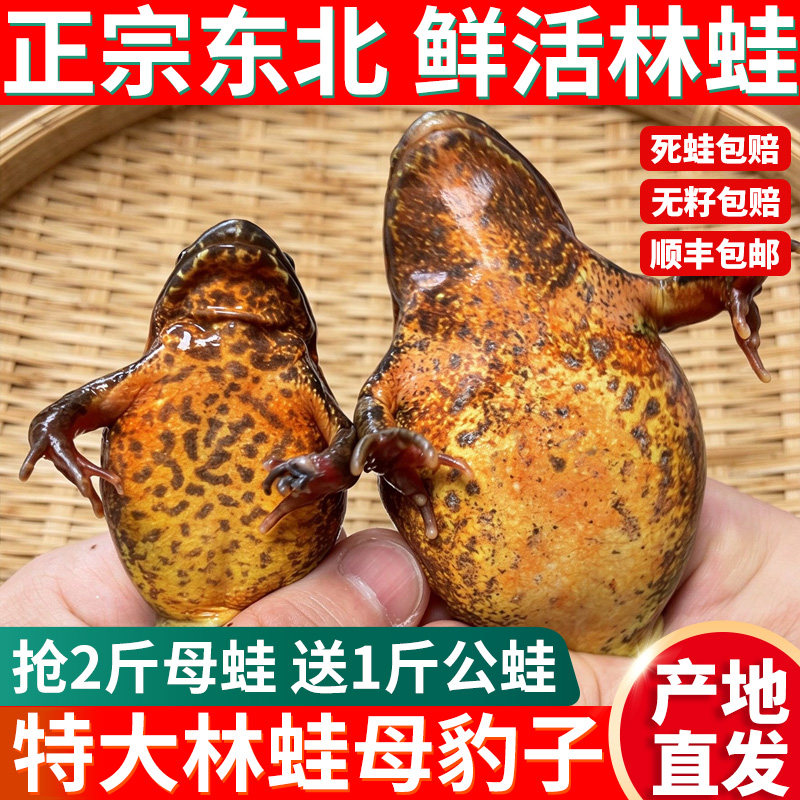 东北林蛙鲜活母豹子满籽母蛤蟆母长白山特大林蛙鲜活雪蛤全国包邮