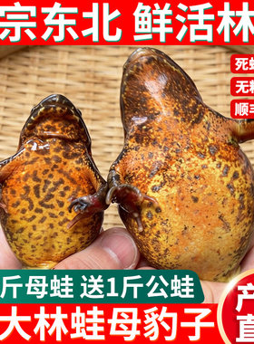 正宗东北林蛙鲜活满籽母豹子特大