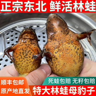 东北林蛙鲜活母豹子满籽母蛤蟆母长白山特大林蛙鲜活雪蛤全国 包邮