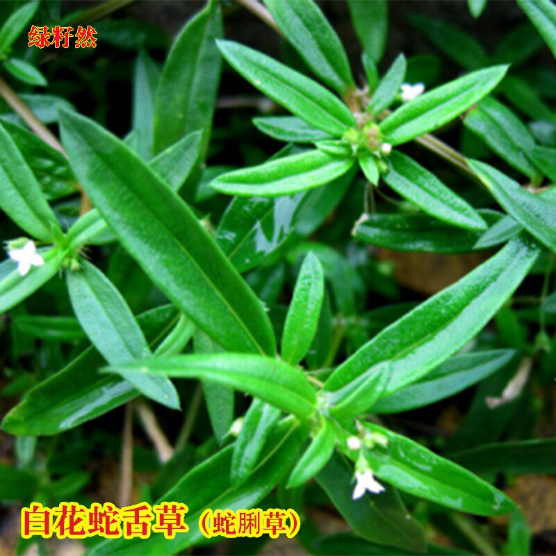 白花蛇舌草半枝莲四季盆栽种子