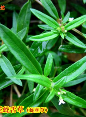 白花蛇舌草半枝莲四季盆栽种子