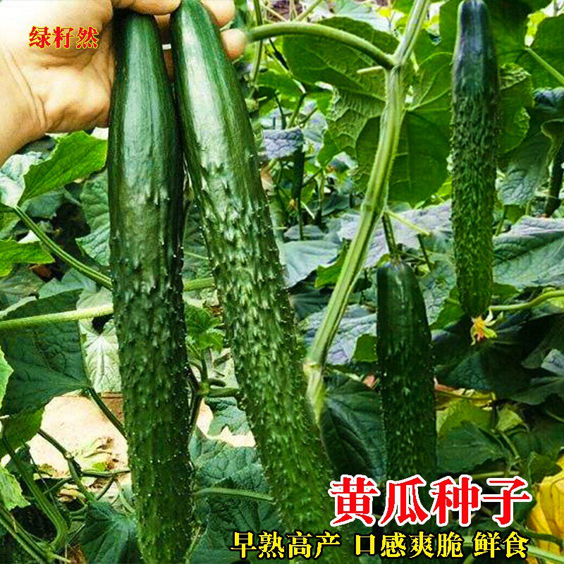黄瓜种子产量高剌青瓜节节有瓜抗病高产四季播种大田菜园蔬菜种籽