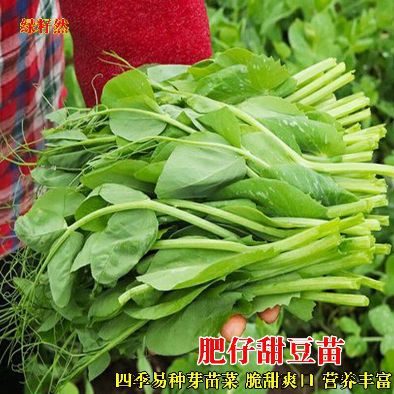 豆苗种子豌豆尖种籽特嫩爽甜芽苗菜种子菜阳台盆栽四季蔬菜种孑籽_虎窝淘