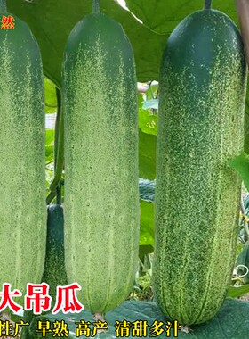 花青大吊瓜种子春夏季大青瓜耐热旱黄瓜种籽菜园盆栽四季蔬菜种孑