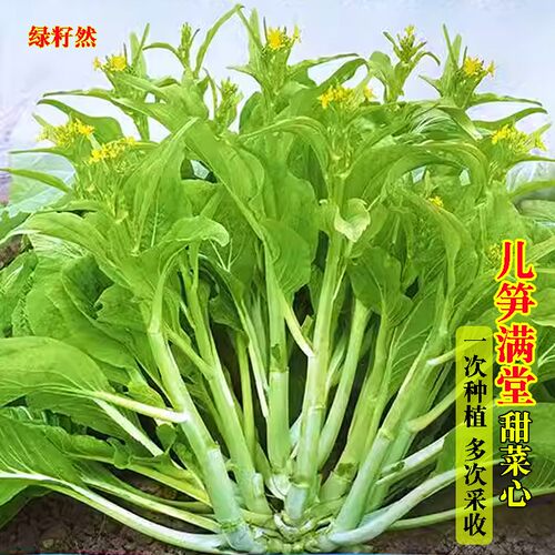 多笋多子多福甜菜心种子