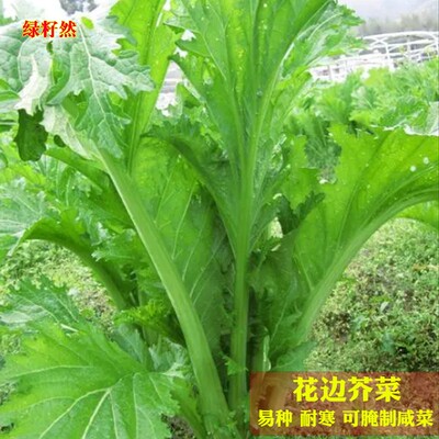 本地菜园庭院芥菜芥菜盈科