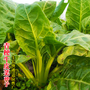青梗牛皮菜种子根达菜 饭迟唛 君达菜 厚皮菜易种秋冬季蔬菜种籽