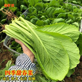 四季甜春菜种子潮州春菜小白菜种籽香芥菜耐寒热菜园盆栽蔬菜种籽