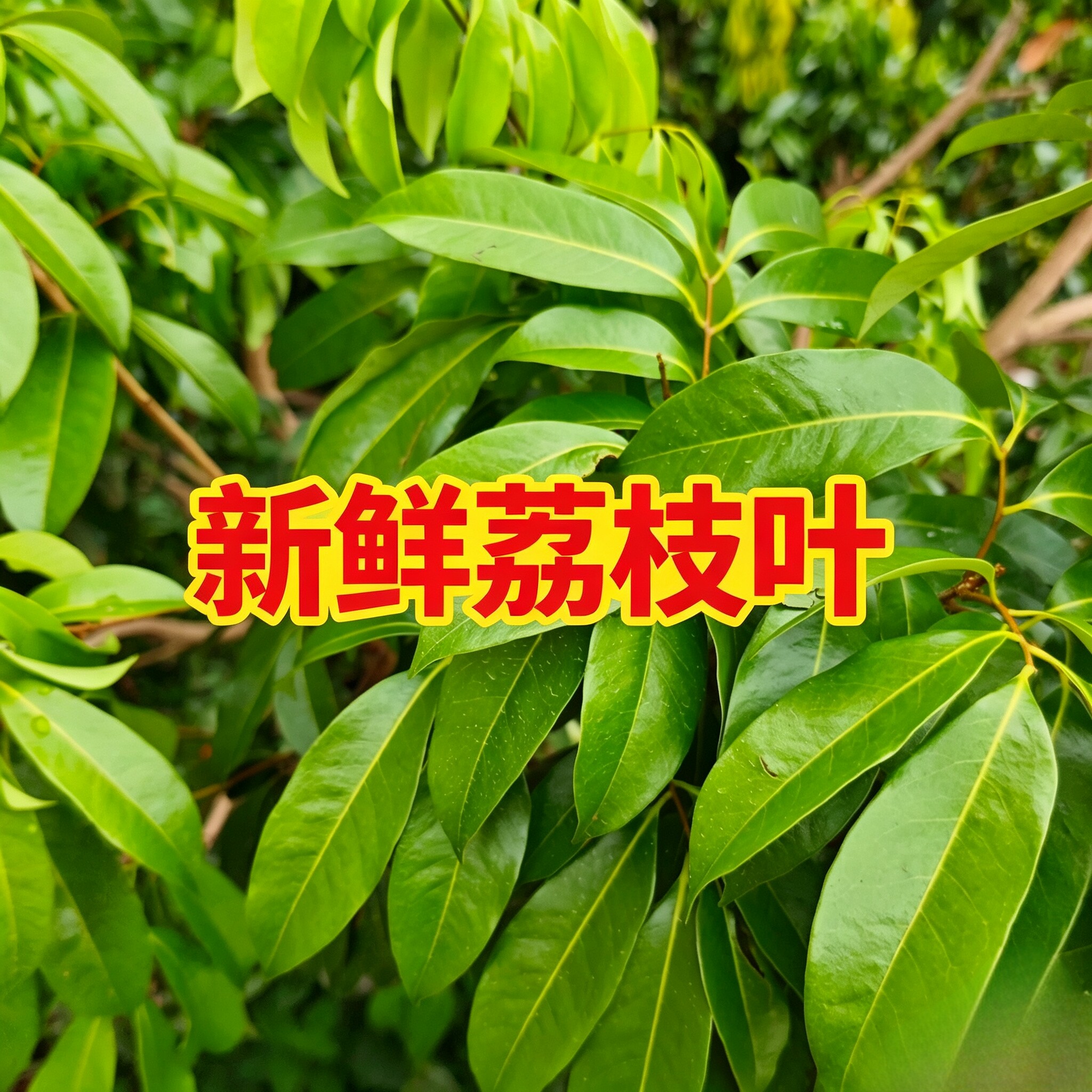 新鲜荔枝叶现摘现发