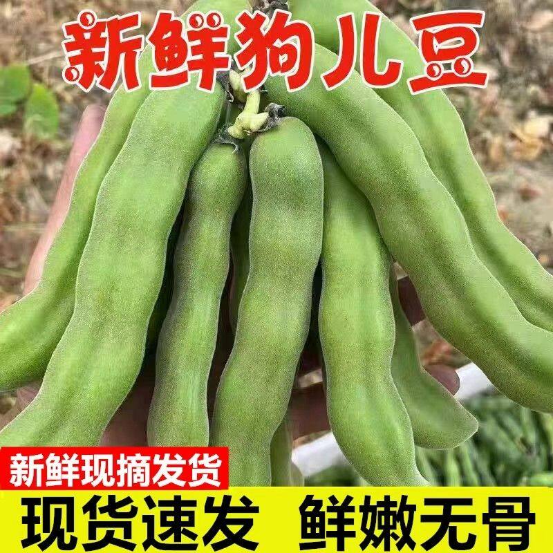 广西狗儿豆新鲜猫爪豆农家现摘龙爪豆虎老豆狗毛豆猫猫豆蔬菜