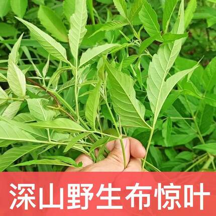 布荆树枝叶新鲜采摘广西黄荆客家别名布惊坐月子洗澡去风中草药