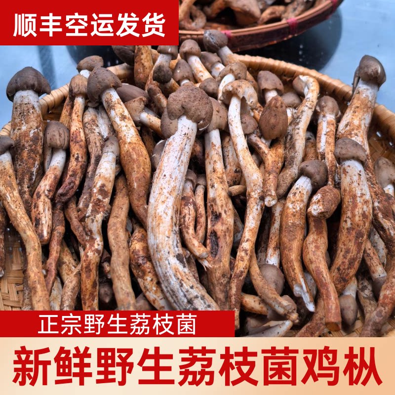 野生鸡枞菇荔枝菌新鲜云南特产黑皮火把黑帽鸡 枞鸡纵蘑菇荔枝菌