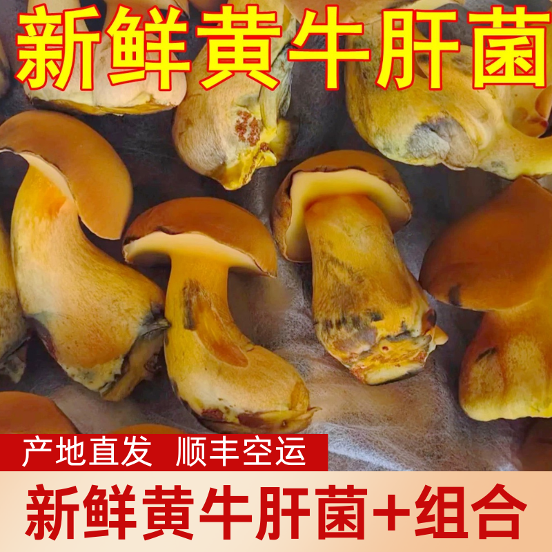 新鲜见手青野生云南白葱红葱黄牛肝菌网红见手青野生菌云菌子山珍