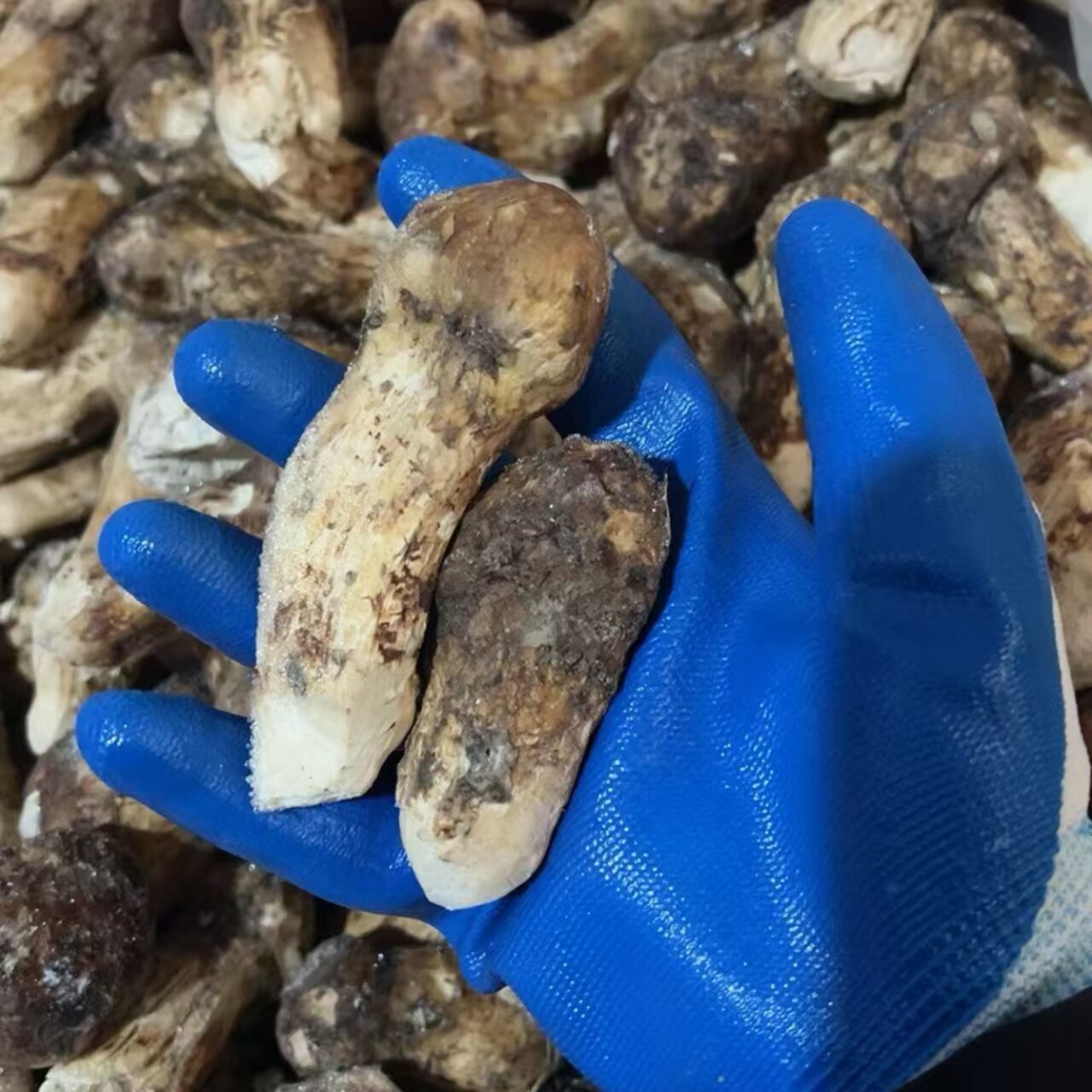 云南野生松茸新鲜冰鲜香格里拉高新鲜松茸/菌菇