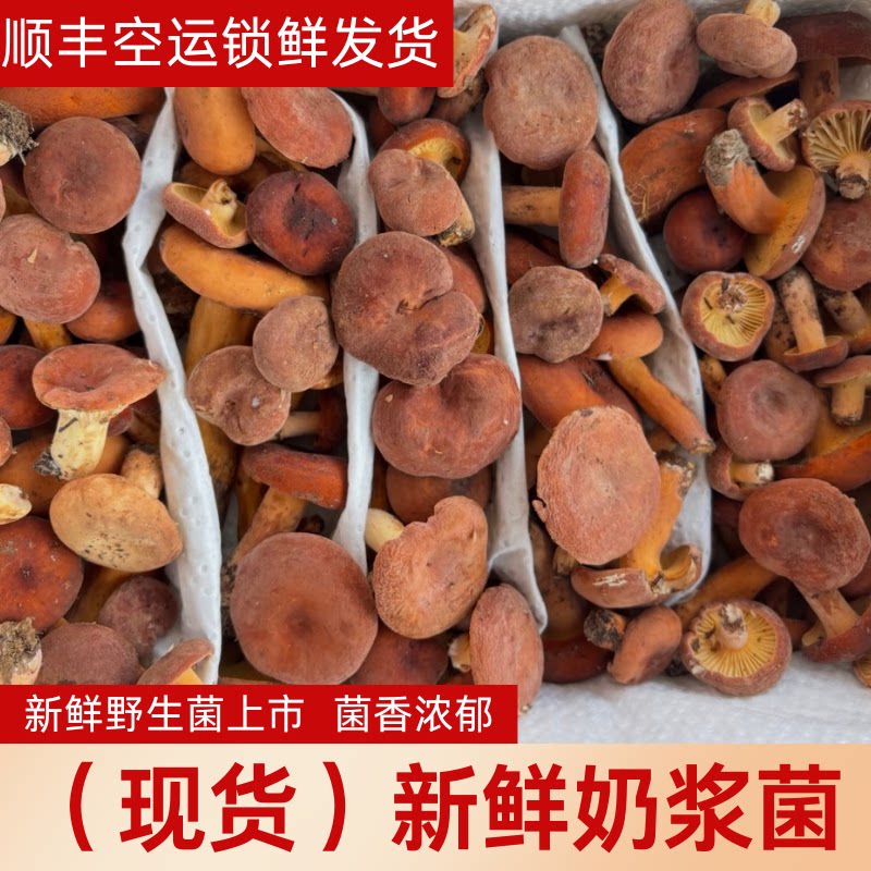 云南新鲜野生奶浆菌枞树菌松树奶新鲜松茸/菌菇