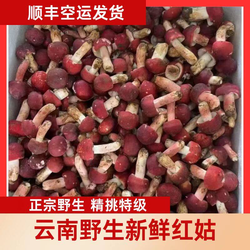 云南野生红菇新鲜高山红菇云南野生菌矮山红菇宴食用菌红椎菌子