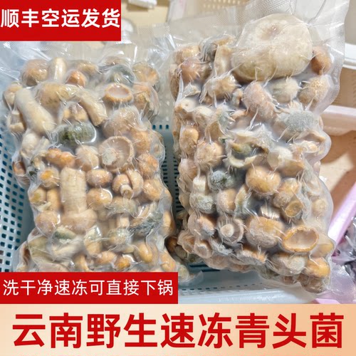 （速冻青头菌）云南野生青头菌速冻新鲜冰鲜骨朵青头菌大朵青头菌