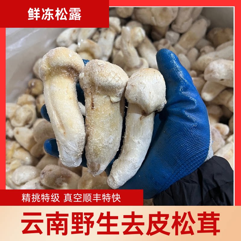 云南野生松茸新鲜冰鲜高原松茸去新鲜松茸/菌菇