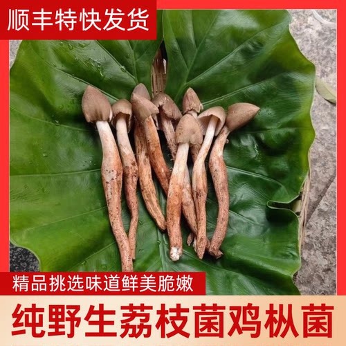 野生鸡枞菇新鲜云南特产黑皮火把黑帽鸡 枞鸡纵蘑菇荔枝菌顺丰