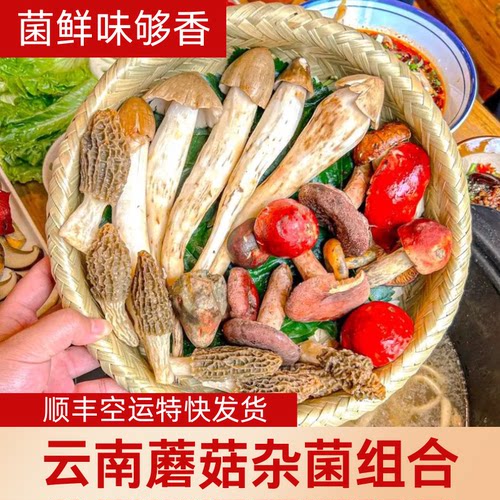 新鲜蘑菇组合云南野生菌杂菌松茸牛肝菌 见手青红菇干巴菌鸡枞羊