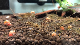 观赏虾花腰虾中华小长臂虾工具虾除藻 冷水虾