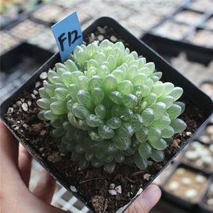 多头蝉翼玉露多肉植物罕见十二卷含盆发货叶子像蝉的翅膀玉露