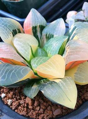 玉露多肉多肉植物玉露十二卷花卉盆栽黄金玉露冰灯冰川 室内盆栽