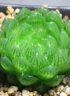 新款客厅防辐射大棵樱水晶玉露多肉植物白银寿十二卷多肉绿植花卉