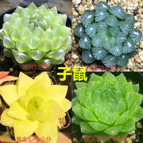 多肉植物生肖组合玉露含十二卷