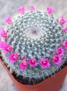 大玉翁仙人球开花室内盆栽办公桌电脑防绿植阳台小植物仙人掌多肉