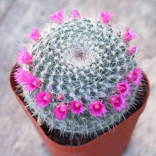 大玉翁仙人球开花室内盆栽办公桌电脑防绿植阳台小植物仙人掌多肉