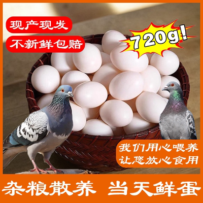 福建现产现发新鲜特大杂粮鸽子蛋