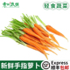 新鲜去叶手指萝卜迷你水果胡萝卜新鲜蔬菜轻食沙拉生吃西餐食材