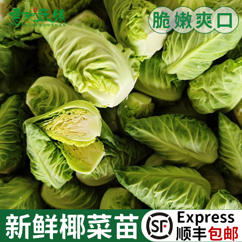 新鲜椰菜苗雪莲苗芯酒楼饭店高端特色蔬菜食材侧芽娃娃包菜500g