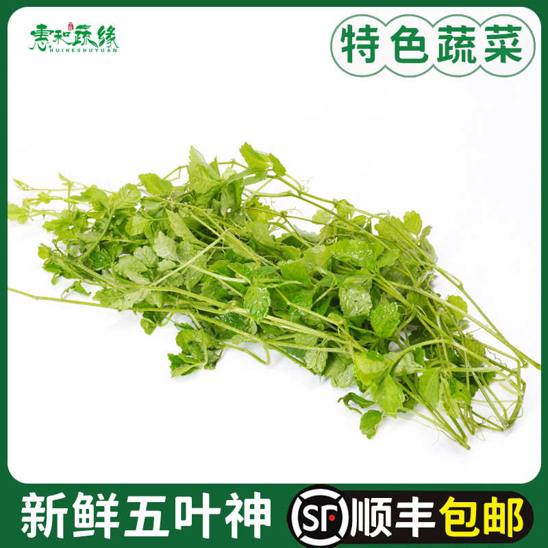 五叶神新鲜五叶参蔬菜野菜农家乐庄煲汤食用特色食材福音草七叶参