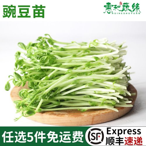 新鲜蔬菜豌豆苗碗豆尖绿色500g