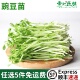 新鲜蔬菜豌豆苗碗豆尖豌豆芽苗菜500g一份两包一包250g绿色农家