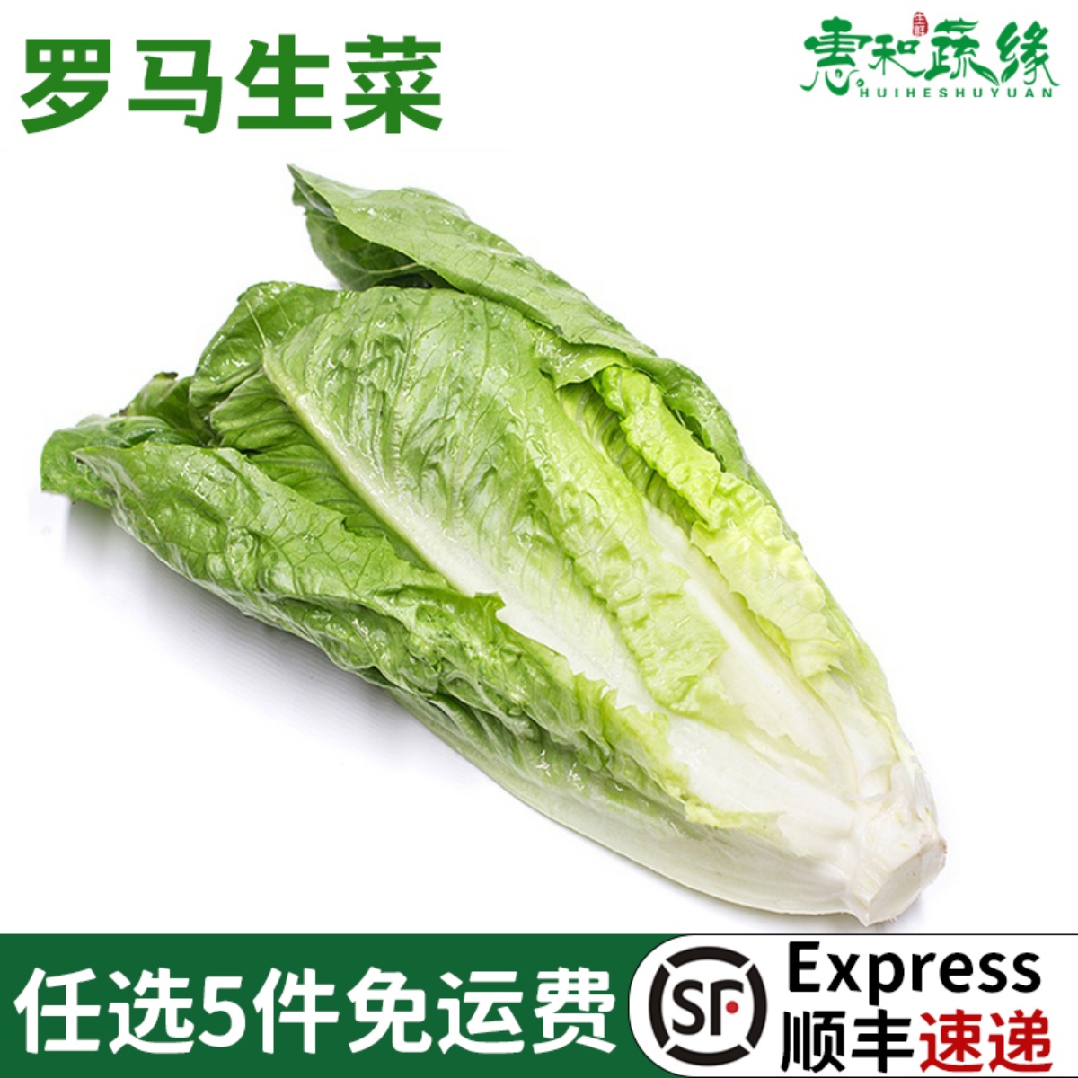 新鲜罗马生菜罗纹沙拉菜