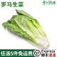 新鲜罗马生菜罗纹蔬菜生菜新鲜蔬菜沙拉菜西餐罗文西餐500g