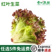 新鲜红叶生菜500g蔬菜沙拉轻食西餐色拉食材紫叶生菜罗莎红生菜