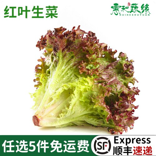 新鲜红叶生菜500g罗莎红