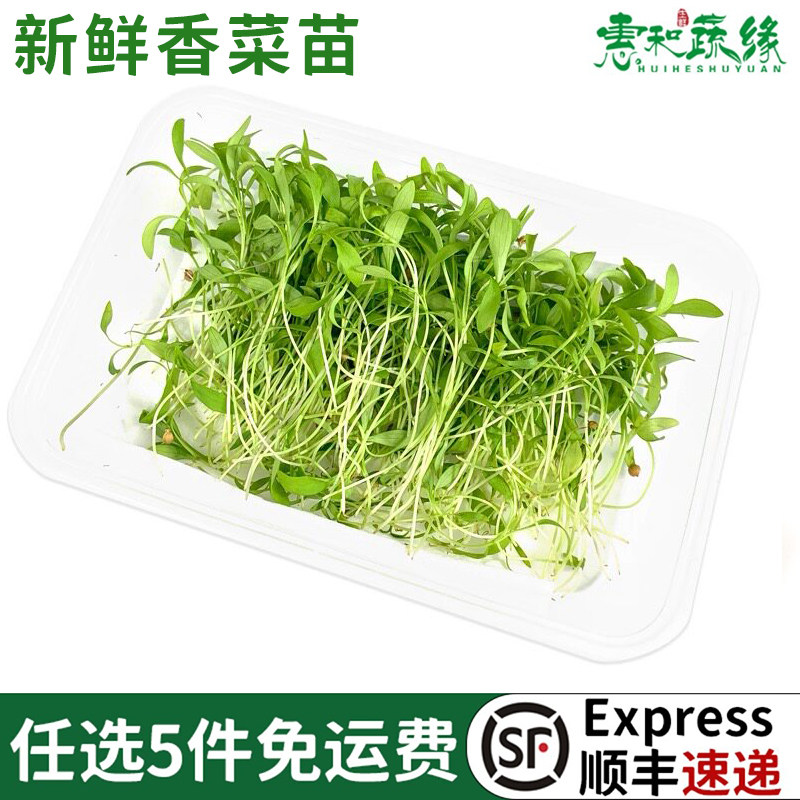 新鲜香菜苗可食用蔬菜酒店西餐厅摆盘拍装饰点缀香菜苗芽苗