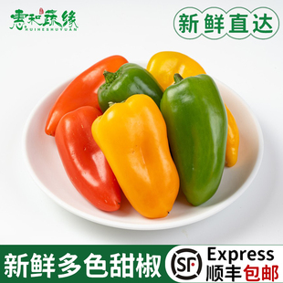 新鲜水果彩椒500g甜椒迷你小辣椒红黄青小彩椒西餐沙拉蔬菜食材