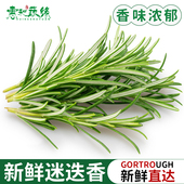 迷迪香食用装 迷迭香新鲜煎牛排用调味料香料250g 包邮 饰