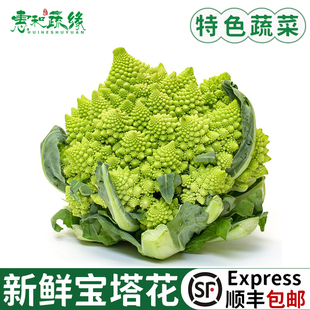 宝塔花菜新鲜蔬菜罗马花椰菜西餐酒楼饭店特色食材带叶子顺丰包邮