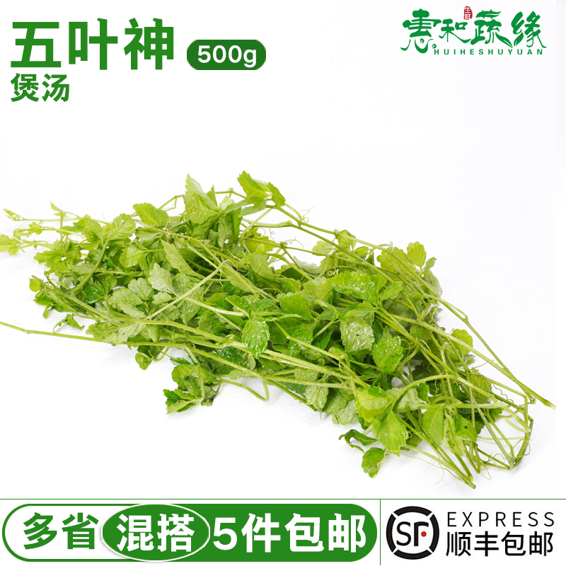 五叶神新鲜五叶参蔬菜野菜农家乐庄煲汤食用特色食材福音草七叶参