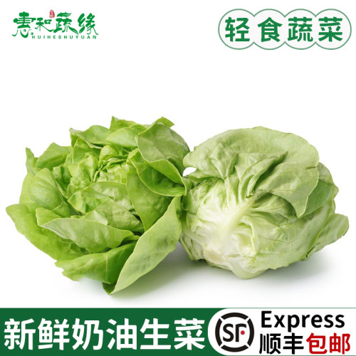 新鲜奶油生菜牛油生菜沙拉蔬菜食材波士顿生菜轻食西餐配菜生吃