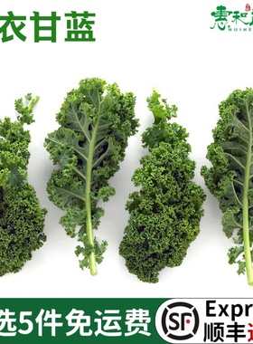 羽衣甘蓝新鲜蔬菜榨汁500g健身绿色甘蓝食用雨衣甘蓝绿叶沙拉蔬菜